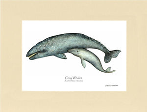 Shellfish Print: Whale, Gray  - Eschrichtius robustus