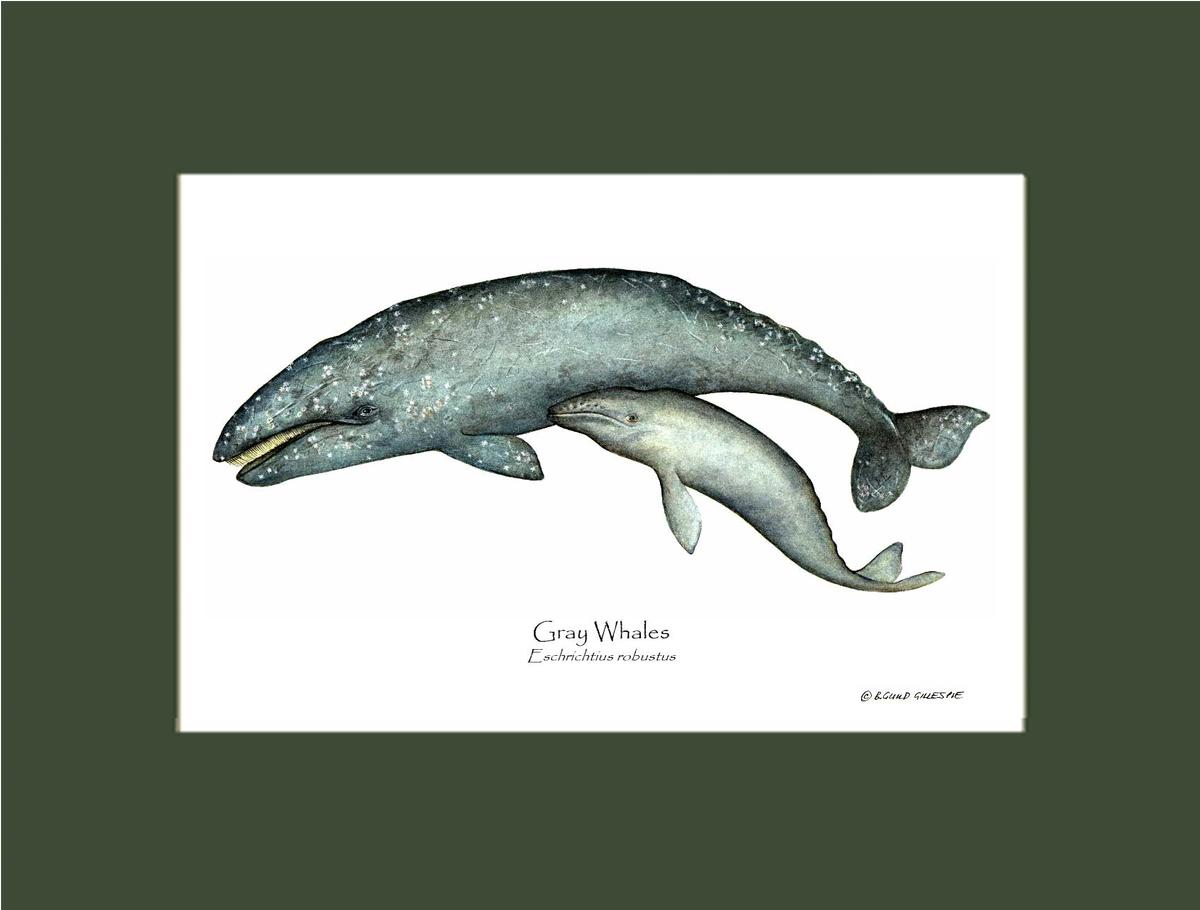 Shellfish Print: Whale, Gray  - Eschrichtius robustus | Wall Art Shellfish Print
