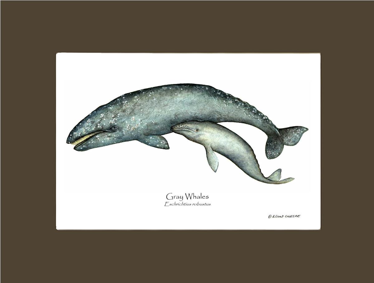Shellfish Print: Whale, Gray  - Eschrichtius robustus | Wall Art Shellfish Print