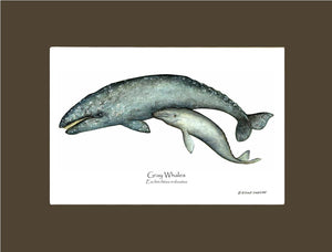 Shellfish Print: Whale, Gray  - Eschrichtius robustus