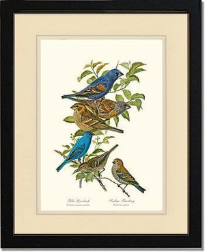 Blue Grosbeaks and Indigo Buntings - Charting Nature