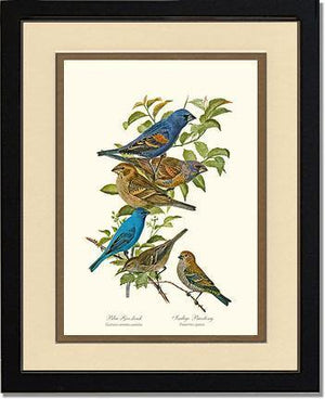 Blue Grosbeaks and Indigo Buntings - Charting Nature