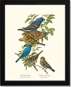 Blue Grosbeaks and Indigo Buntings - Charting Nature