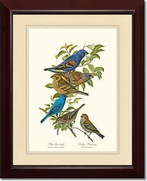 Blue Grosbeaks and Indigo Buntings - Charting Nature