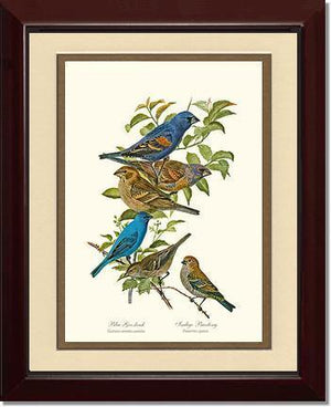 Blue Grosbeaks and Indigo Buntings - Charting Nature