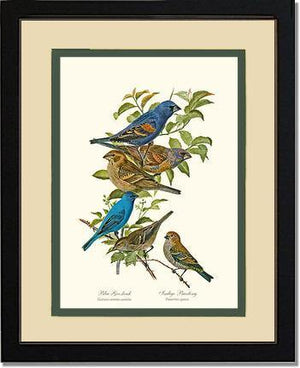 Blue Grosbeaks and Indigo Buntings - Charting Nature