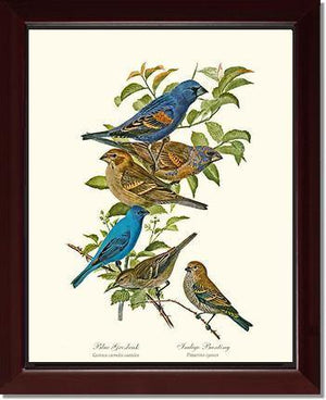 Blue Grosbeaks and Indigo Buntings - Charting Nature