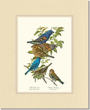 Blue Grosbeaks and Indigo Buntings - Charting Nature