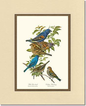 Blue Grosbeaks and Indigo Buntings - Charting Nature