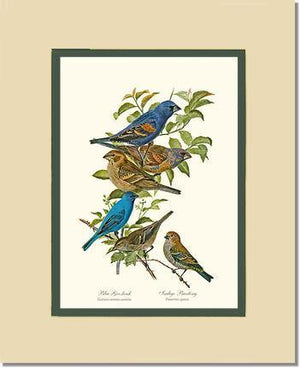Blue Grosbeaks and Indigo Buntings - Charting Nature