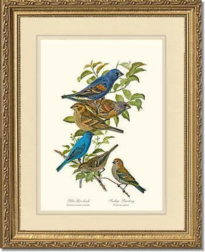 Blue Grosbeaks and Indigo Buntings - Charting Nature