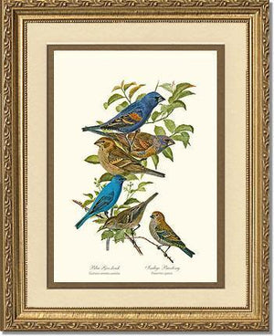 Blue Grosbeaks and Indigo Buntings - Charting Nature