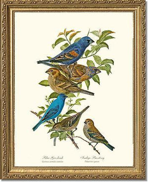 Blue Grosbeaks and Indigo Buntings - Charting Nature