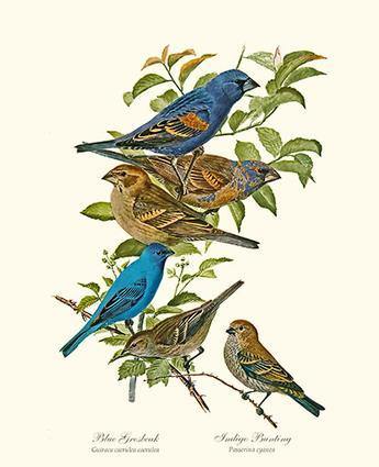 Blue Grosbeaks and Indigo Buntings