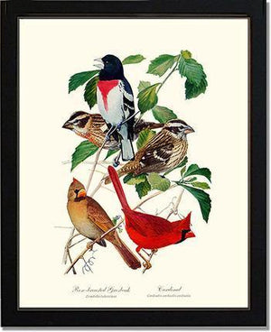 Grosbeaks Cardinals - Charting Nature