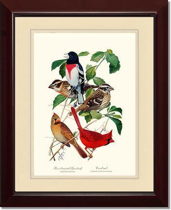 Grosbeaks Cardinals Vintage Audubon Bird Wall Art Print – Charting