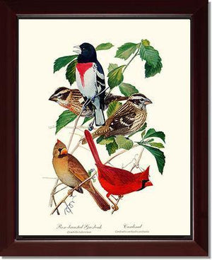 Grosbeaks Cardinals - Charting Nature