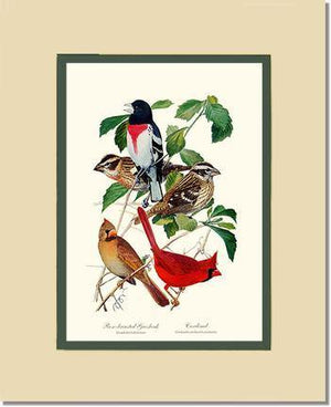 Grosbeaks Cardinals - Charting Nature
