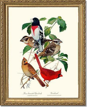 Grosbeaks Cardinals - Charting Nature