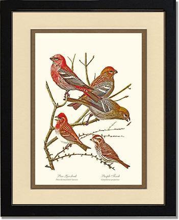 Grosbeaks Finches - Charting Nature