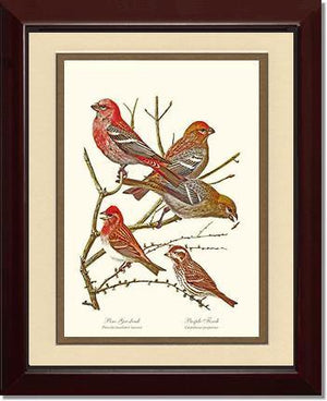 Grosbeaks Finches - Charting Nature