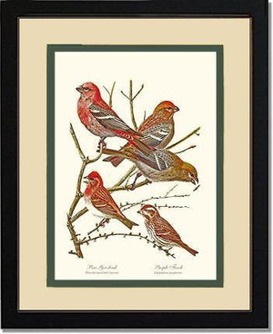 Grosbeaks Finches - Charting Nature