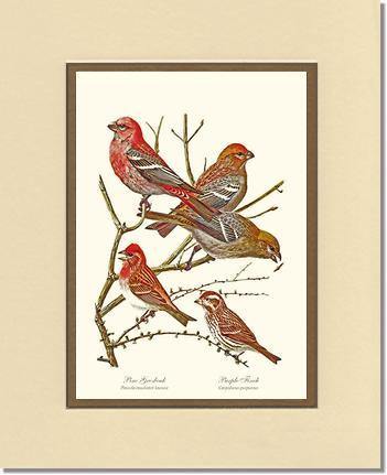 Grosbeaks Finches - Charting Nature