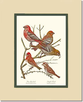 Grosbeaks Finches - Charting Nature