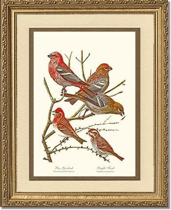 Grosbeaks Finches - Charting Nature