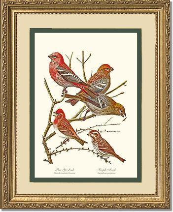 Grosbeaks Finches - Charting Nature
