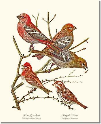 Grosbeaks Finches - Charting Nature