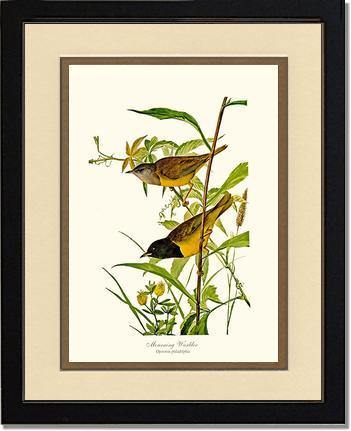 Mourning Warbler - Charting Nature