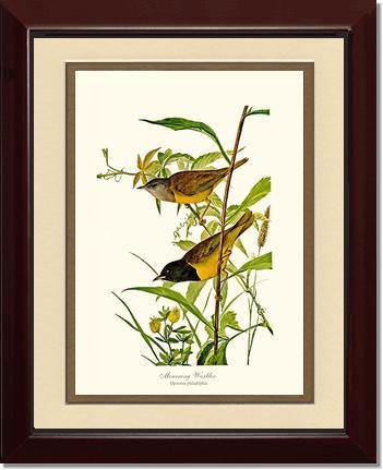 Mourning Warbler - Charting Nature