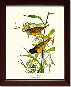 Mourning Warbler - Charting Nature