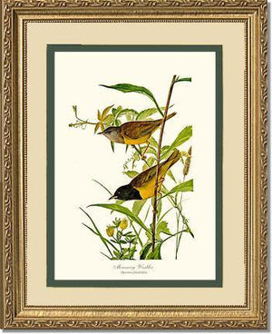Mourning Warbler - Charting Nature