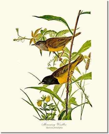 Bird Print: Warbler Mourning