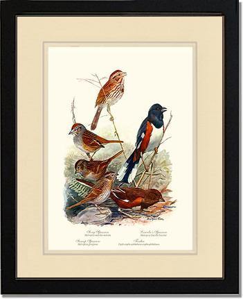 Sparrows and Towhees - Charting Nature