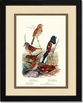 Sparrows and Towhees - Charting Nature