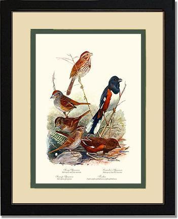 Sparrows and Towhees - Charting Nature