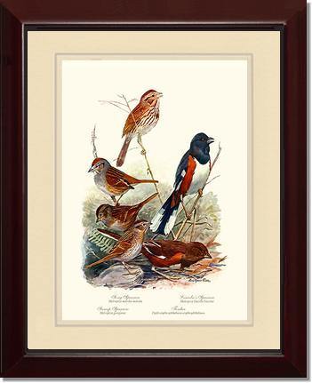 Sparrows and Towhees - Charting Nature