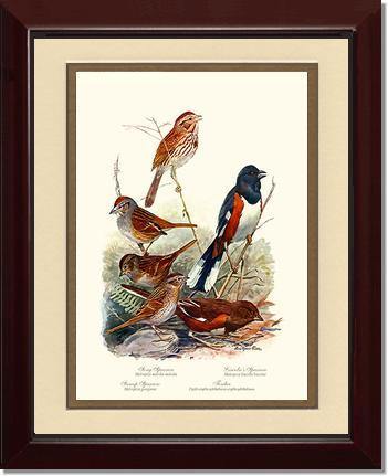 Sparrows and Towhees - Charting Nature