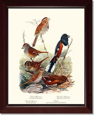 Sparrows and Towhees - Charting Nature