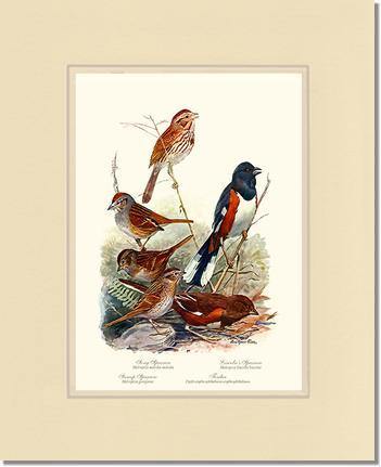 Sparrows and Towhees - Charting Nature