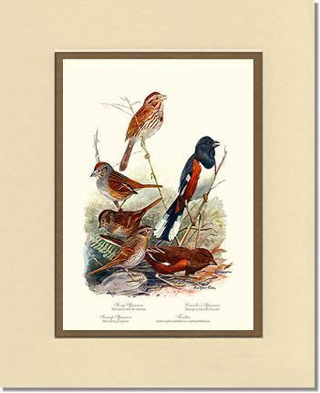 Sparrows and Towhees - Charting Nature