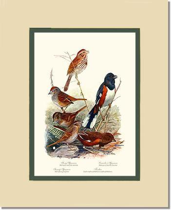 Sparrows and Towhees - Charting Nature