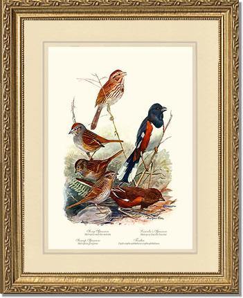 Sparrows and Towhees - Charting Nature