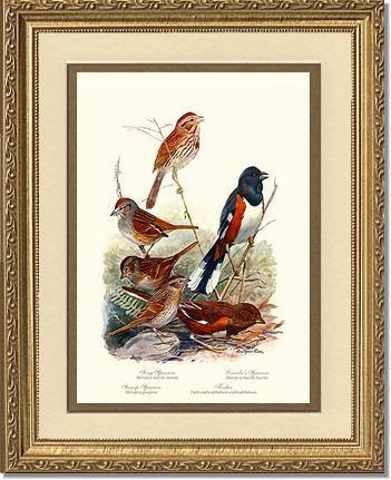 Sparrows and Towhees - Charting Nature