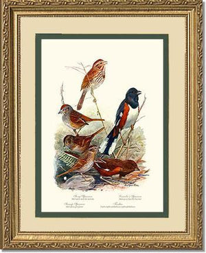 Sparrows and Towhees - Charting Nature