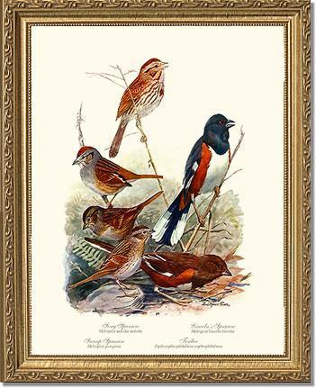 Sparrows and Towhees - Charting Nature