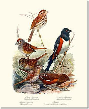 Bird Print: Sparrows Towhees